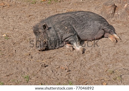 Vietnamese Pot-bellied pig sleeps on the ground. Orlovskoye Polesye National Park. Orlovsky region, Russia.
