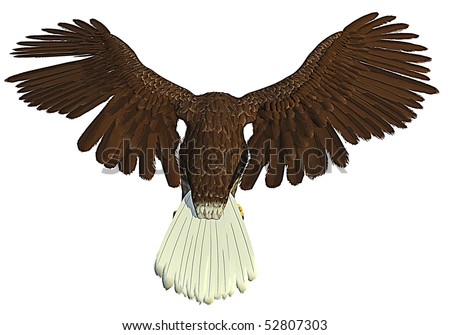 Eagle Wings  on American Bald Eagle Flying Back Stock Photo 52807303   Shutterstock