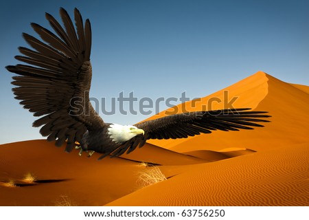 desert bald eagle