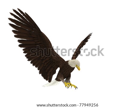 American Bald Eagle Hunting Attack Stock Photo 77949256 : Shutterstock