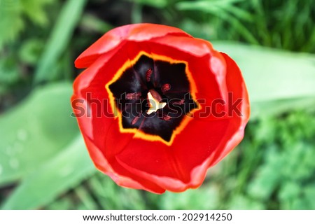 Beautiful purple tulip inside