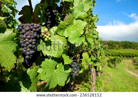 Black grapes vineyard  grown for wine making in the region of Alsace, France.
