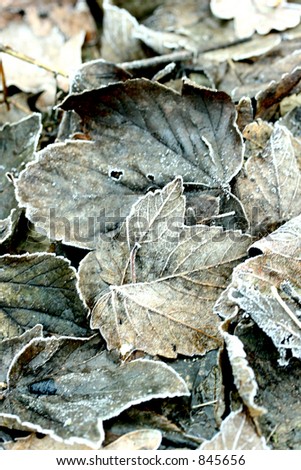 Close up : Dried brown oak leaves on the ground covered in frost