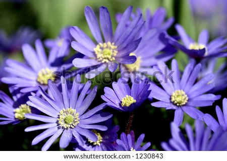 Close up of purple japanese anemone flowers