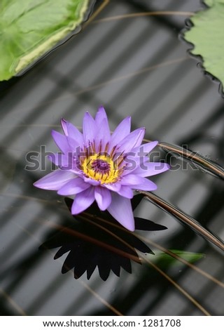 Proud to be on my own - A single magenta water lily flower sitting in a pond