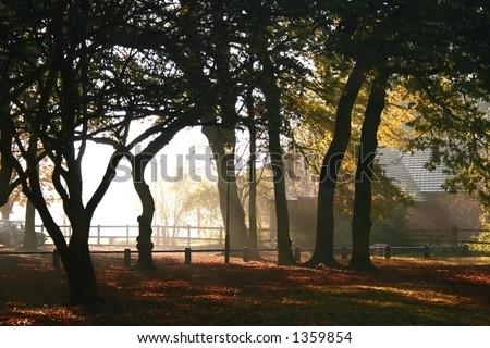 Into the light. A beautiful misty morning in the park