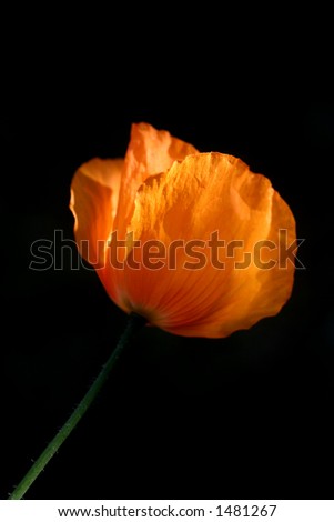 Orange poppies with beautiful strong backlighting against black background, isolated.