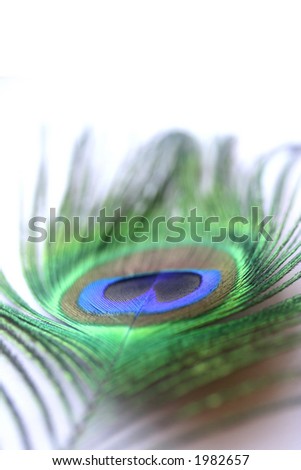 Colourful Peacock Feather