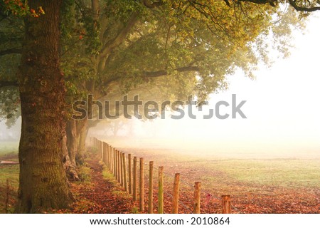 Beautiful big trees in autumn colours by the side of a fence next to an open field on a misty morning.