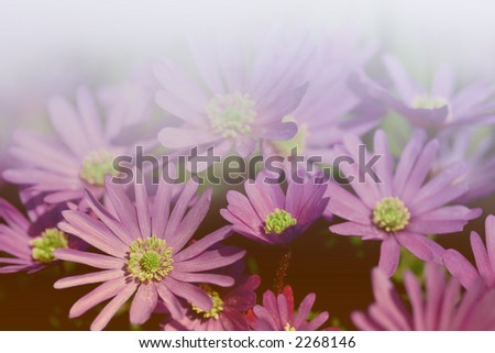 Beautiful purple Japanese anemone rendered with white background.