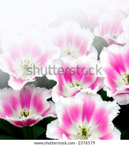 Pink and white spring time tulips in it\'s natural environment, rendered with white background.