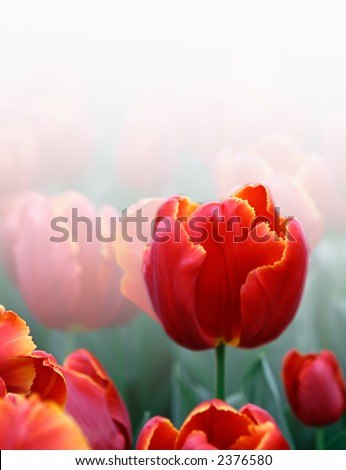 Beautiful field of single red tulips rendered with white background with copyspace.