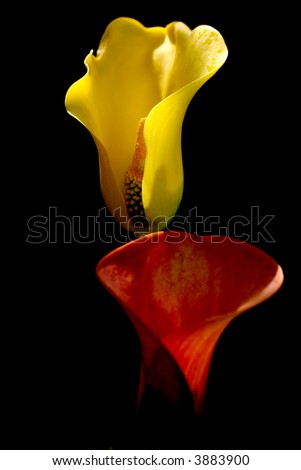 Red Arum Lily