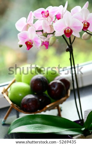 Moth orchid ( phalaenopsis ) and fruit basket by the window ledge