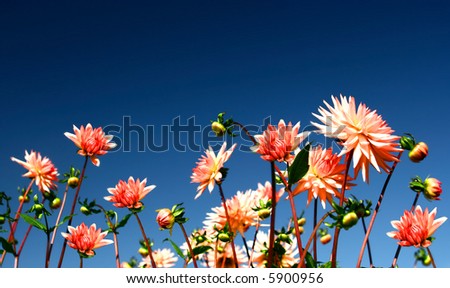 Big pink dahlias basking in the glorious sunshine against blue sky.