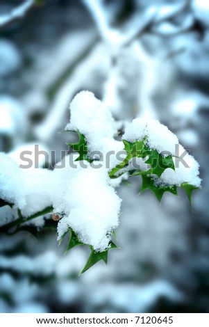 Holly leaves covered in freshly fallen snow.