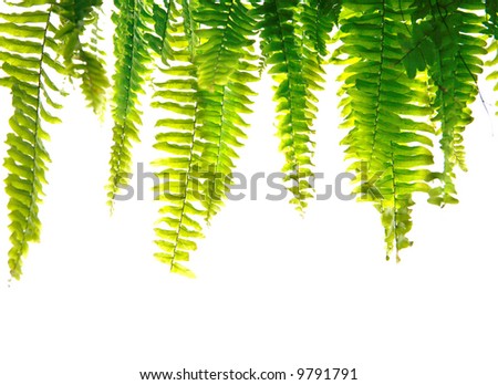 Healthy green fern fronds isolated.