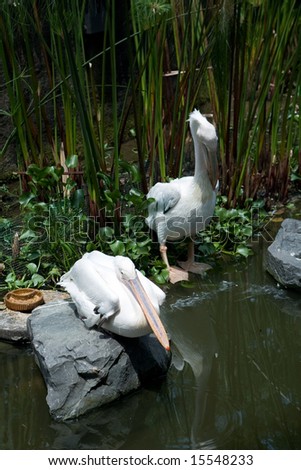 A pair of white pelican resting in the heat of the sun at the bird park, Great White Pelican ''Pelecanus onocrotalus''
