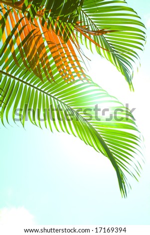 Green palm fronds blowing against the tropical breeze