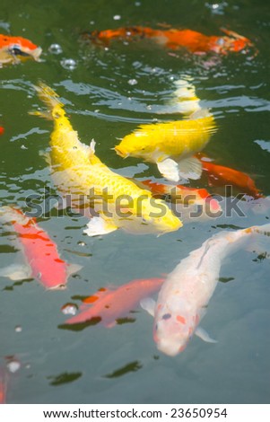 stock photo School of Japanese koi carp in a pond