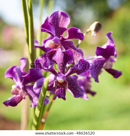 Beautiful purple orchid on stem, outdoor