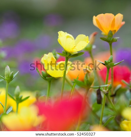 Colorful low, ground covering  flowers.