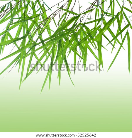 Backlit stems of beautiful green bamboo leaves with green gradient for text