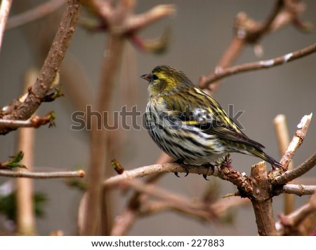 The wildlife bird reserve in the city of Knokke in belgium. A singing bird.