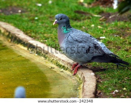 A close up off a rare species pigeon, taken in a nature wildlife reserve in belgium.
