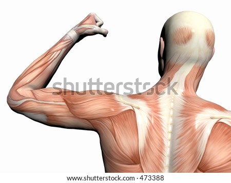 Anatomically Correct Medical Model Of The Human Body, Muscular Man