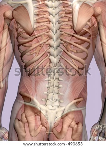 Muscles Of The Human Body. of the human body, muscles