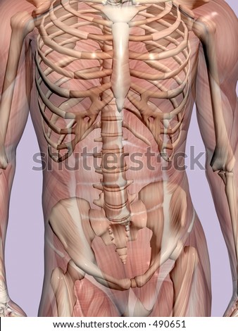 human body muscles. of the human body, muscles