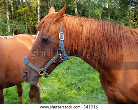 Horse, a domesticated animal  in the meadow, summer day,