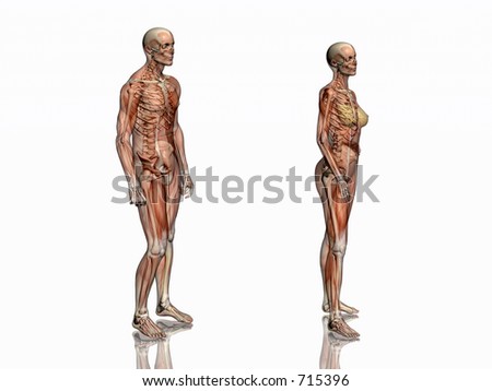 Muscles Of The Human Body. Human Body Muscles Labeled