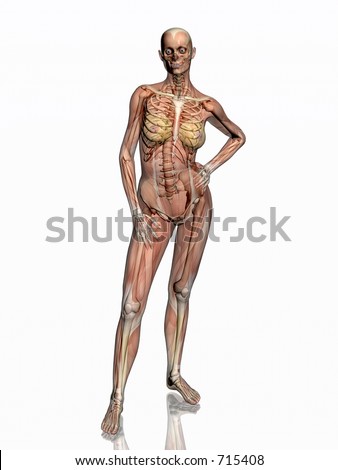 muscles of human body. human body, women, muscles