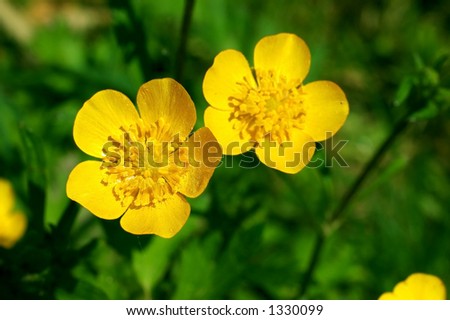 Colorful flower, buttercup, spearwort, Ranunculus repens