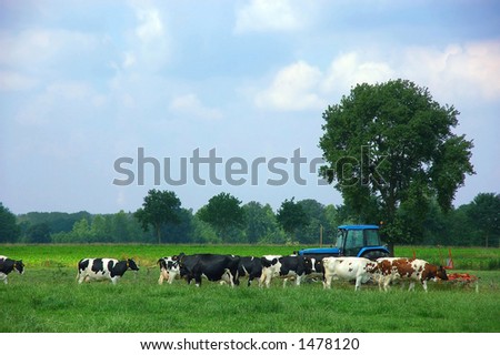Cows grazing in a picturesque landscape setting with blue sky. Agriculture concept.