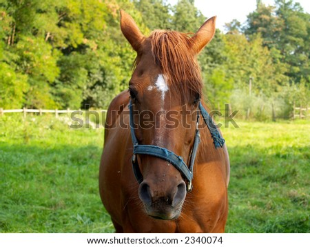 Horse, a domesticated animal  in the meadow, summer day, staring in the camera.