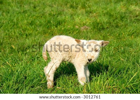 Signs of spring to come, innocent newborn lambs.  Growth, diversity concept.