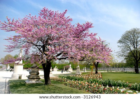 Spring in Paris, france, the gardens of louvre museum,  blooming tree with tulips, vibrant blue spring sky