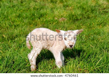 Signs of spring to come, innocent newborn lambs.  Growth, diversity concept.