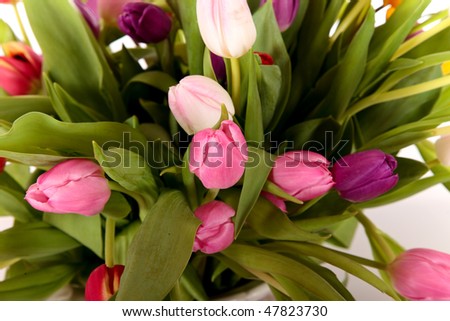 Bouquet Easter tulips close up, focus on center flower, shallow dof.  studio shot, white background.