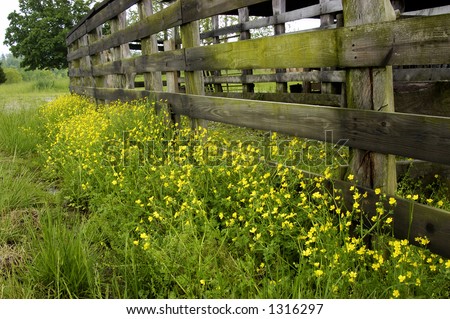 Farm fence with yellow wildflowers