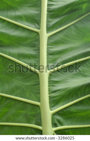 Close-up of tropical plant leave