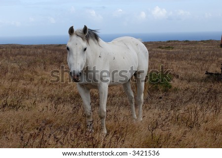 HDR photo of white horse on the meadow