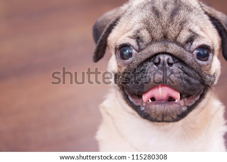 The pug puppy closeup.