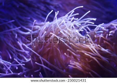 Underwater life. Underwater plant closeup