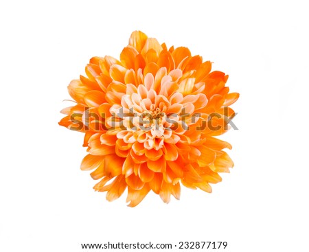 Orange flower isolated on white background