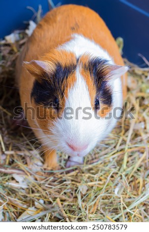Guinea pig closeup. house favourite. Cavy