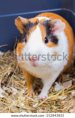Guinea pig sitting in a cage with hay and sawdust